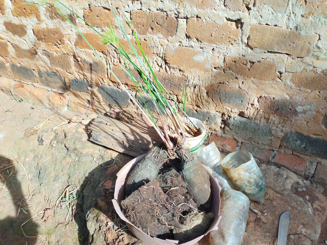 Seedlings planted in a recycled plastic container beside cut bottles