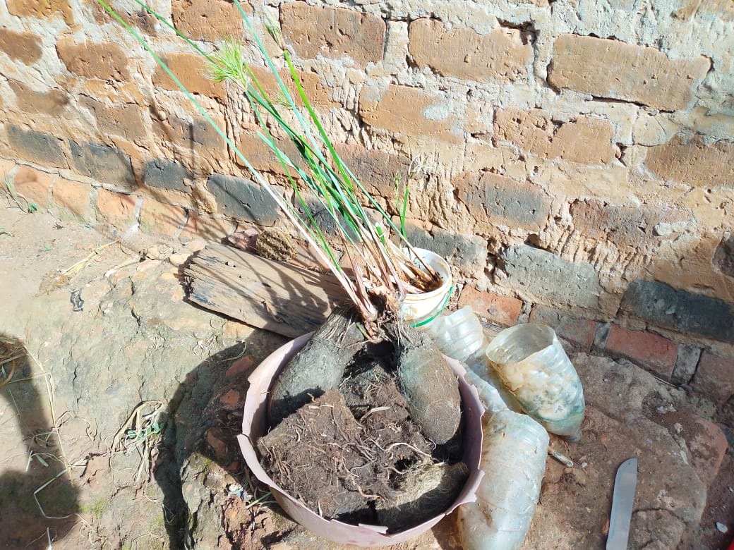 Papyrus seedlings rooted in a recycled container beside cut plastic bottles