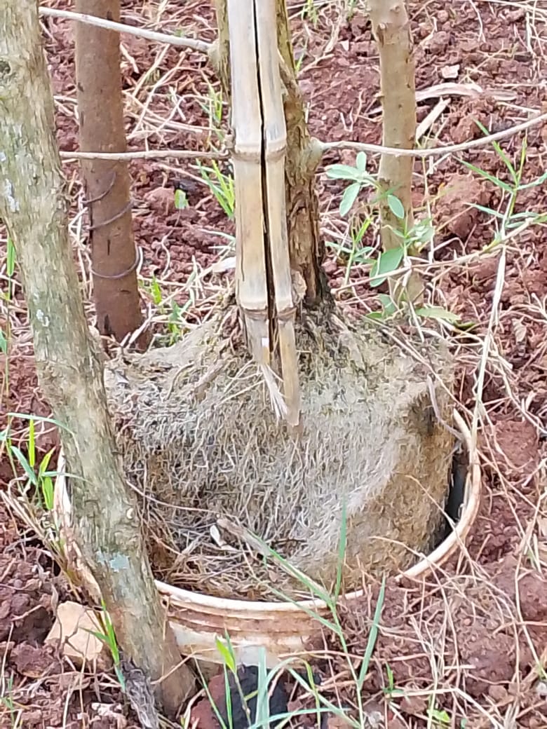 Seedling supported by a bamboo stake, rooted in a recycled container